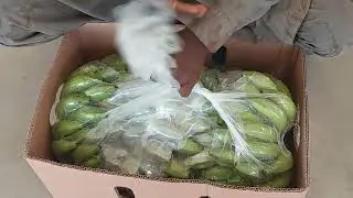 Banana Modern Pack House Tandoallahyar Banana Packing For Export: WhatsApp No.+92-313-837-4404