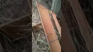 Chickens and goats living together in perfect harmony