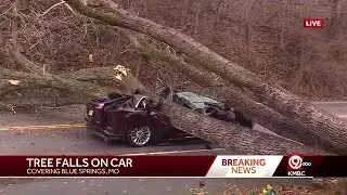 Tree falls on car in Blue Springs