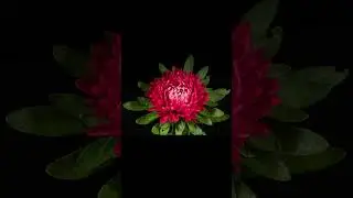 Red Aster Flower Blooming - Marvel at the Beauty: Time-Lapse