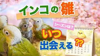 インコを雛から迎えたい人向け｜雛が出回る季節の目安