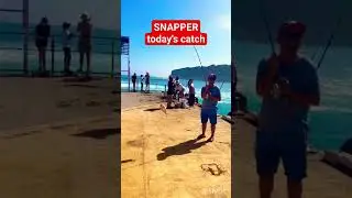 SNAPPER #snapper #snapperfishing #fishing #fishingvideo #fishinglife #australia #shortsvideo #foryou