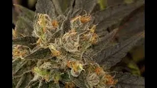 Blue Kush