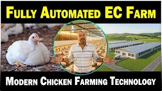 Fully Automated EC Chicken Farm | Modern Chicken Farming