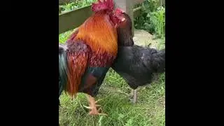Rooster and chicken in love