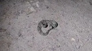 Bothrops erythromelas exibindo comportamento de defesa. 
