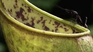 Marianne North's Obsession with the Carnivorous Pitcher Plant
