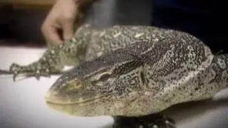 Moa, Animal Superstitions, Drain Monster