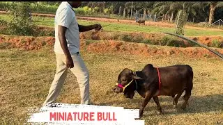 Miniature bull | Nadipathy Goshala | Yeleswaram |