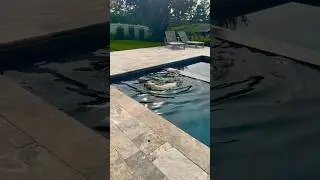 DOG COOLING OFF in the POOL