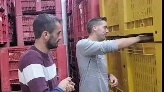 RACCOLTA MANDORLO IMPIEGO DI SEMOVENTE CON DOPPIO PIANO INCLINATO