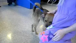Rockwall PAWS Adoptions at PetSmart ~ Feb 25, 2012