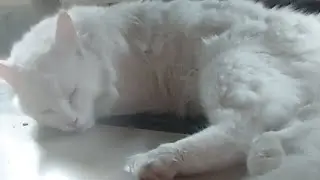 Big Cat Nap And Restless Kitten