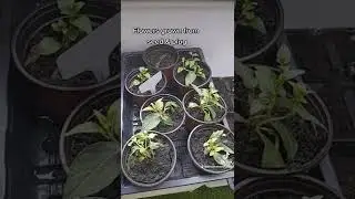 Sowing flowers from seeds and plug plants #short