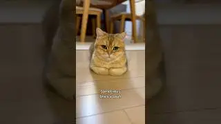 Sometimes She's Loaf #shorts