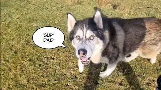 This is why a Husky should be your best friend!