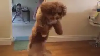 Dog Lands on Other Dog During Fetch Fur real, bro