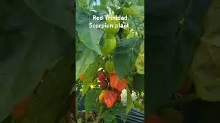 Red Trinidad Scorpion Hot chili. @Wide Open Transit Farm