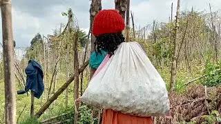 African village life #farming # potato harvesting #valleylife #viral