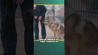 Reinforcing People Aggressive Dogs: Step By Step For Pet Parents (2/3) #dogtraining #dogs #dogshorts