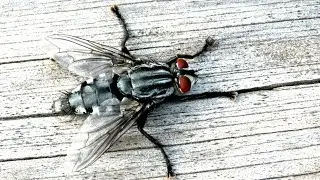 Муха серая мясная или саркофагид, Flesh flies