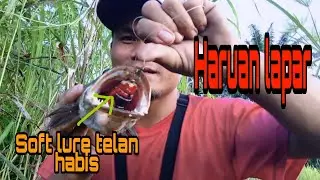 Casting ikan haruan or snakehead. Ada size idaman menyambar.
