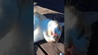 Curious cat needs cuddles #cute #cuddlycat #trending