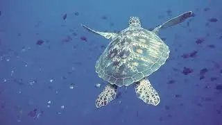 30 Minutes Underwater Sea Life | Royalty Free | Stock Footage | No Copyright Video