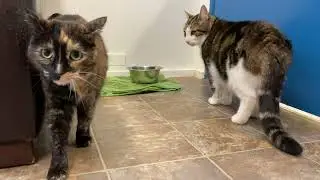 Cats @ cat shelter