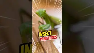 Mantis Marvels: 5 Fascinating Insights into Nature's Predatory Insects!