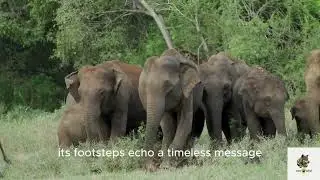 &ldquo;Giants of the Quiet Earth&rdquo; (Elephant path)