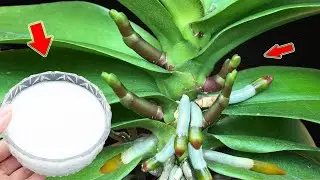1 Cup A Week! Hundreds Of Orchids Bloom All Year Long Without Withering!
