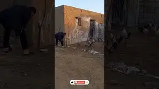 Выращивание цыплят#шорты