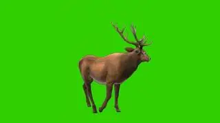 Red Deer Stag Walking Animation W/Sound Green Screen