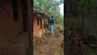 புது மண்வீட்டுக்கு போக போறோம்|| vacating to new mud house 🥰🌿 #youtubeshorts #trending #mudhouse