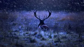 Advent 4: Dreaming 🦌 | Advent Four Worship Live from Asheville | (12/21/25)