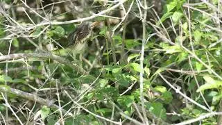 Green Heron Chick!!!