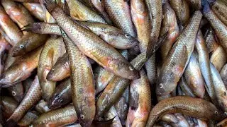 Too Small Fish Traditional Cooking - Baila Fish Vegetable Mixed Curry