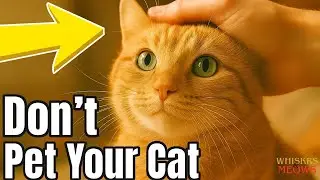 Don&rsquo;t pet like this anymore! 16 things cats prefer instead
