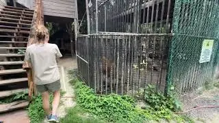 PART 3 - Historical International Rescue A big cat rescue by sea, by air, and by land