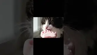 ASMR Cat Licks Cream from Spoon | Soft Purrs & Licking Sounds #shortvideo #shorts