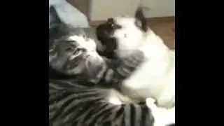 Pug cat fight