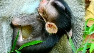 Welcome To New Born Baby Monkey In Mila Group!  |Very Young Mom Just Gave A Birth Early Morning
