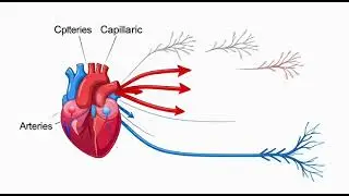 Foundations of Circulation Foundations of Circulation | Human Circulatory System Explained