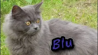 Our blue perdoll kitten, Blu outside on the leash but he is unsure of the outside