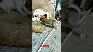 Dog vs Bunny: Cute Fight That Will Melt Your Heart 🐶🐰💖&rdquo;#funnycute#1#millionviews#trending#viral