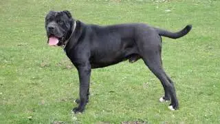 Cane Corso Rustico in Puglia