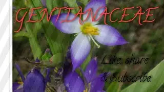 Gentianaceae family. MSc.botany.