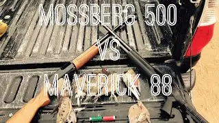 Mossberg 500 против Maverick 88; не то, что вы думаете!