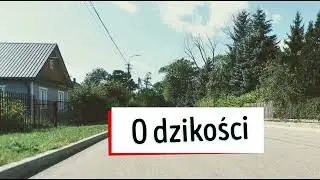 O, dzikości. Białowieża.